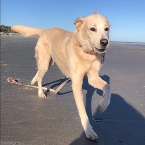 Meet your Posher, Stella